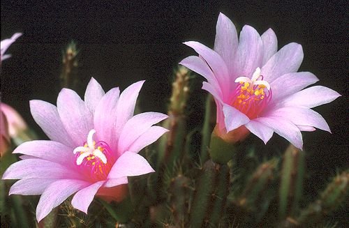 Rhipsalidopsis_rosea